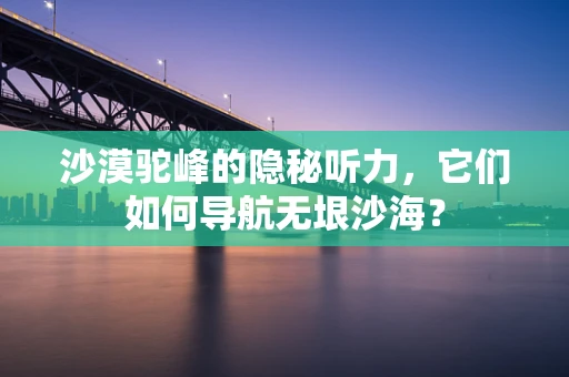 沙漠驼峰的隐秘听力，它们如何导航无垠沙海？
